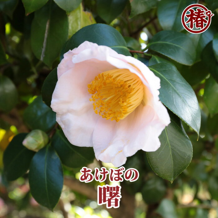 曙・あけぼの15cmポット挿木苗【椿 つばき ツバキ 椿苗 花木 お茶花 庭木 苗木 鉢植え 趣味 園芸 初心者】初めて植物を育てる方にもおすすめ！