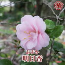 明日香・あすか15cmポット挿木苗【椿 つばき ツバキ 椿苗 花木 お茶花 庭木 苗木 鉢植え 趣味 園芸 初心者】初めて植物を育てる方にもおすすめ 