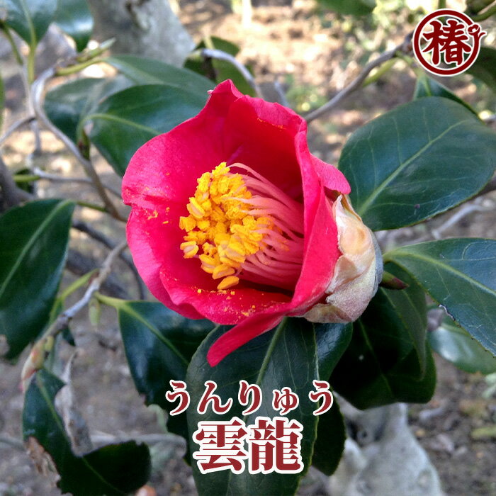 雲龍・うんりゅう15cmポット挿木苗【椿 つばき ツバキ 椿苗 花木 お茶花 庭木 苗木 鉢植え 趣味 園芸 初心者】初めて植物を育てる方にもおすすめ！