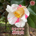 秋の山・あきのやま15cmポット挿木苗【椿 つばき ツバキ 椿苗 花木 お茶花 庭木 苗木 鉢植え 趣味 園芸 初心者】初めて植物を育てる方にもおすすめ！