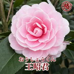 王昭君・おうしょうくん15cmポット挿木苗【椿 つばき ツバキ 椿苗 花木 お茶花 庭木 苗木 鉢植え 趣味 園芸 初心者】初めて植物を育てる方にもおすすめ！