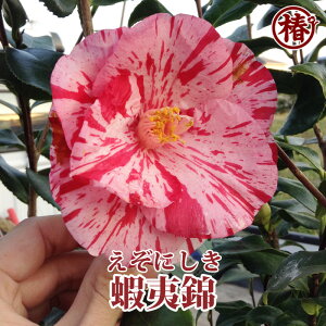 蝦夷錦・えぞにしき15cmポット(5号鉢)挿木苗【椿 つばき ツバキ 椿苗 花木 お茶花 庭木 苗木 鉢植え 趣味 園芸 初心者】初めて植物を育てる方にもおすすめ!