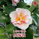 四海波・しかいなみ15cmポット挿木苗【椿 つばき ツバキ 椿苗 花木 お茶花 庭木 苗木 鉢植え 趣味 園芸 初心者】初めて植物を育てる方にもおすすめ!