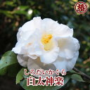 白太神楽・しろだいかぐら15cmポット挿木苗【椿 つばき ツバキ 椿苗 花木 お茶花 庭木 苗木 鉢植え 趣味 園芸 初心者】初めて植物を育てる方にもおすすめ!