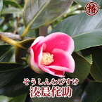 湊晨侘助・そうしんわびすけ15cmポット挿木苗【椿 つばき ツバキ 椿苗 花木 お茶花 庭木 苗木 鉢植え 趣味 園芸 初心者】初めて植物を育てる方にもおすすめ！