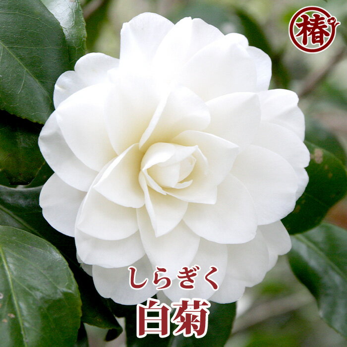 白菊・しらぎく15cmポット挿木苗【椿 つばき ツバキ 椿苗 花木 お茶花 庭木 苗木 鉢植え 趣味 園芸 初心者】初めて植物を育てる方にもおすすめ！