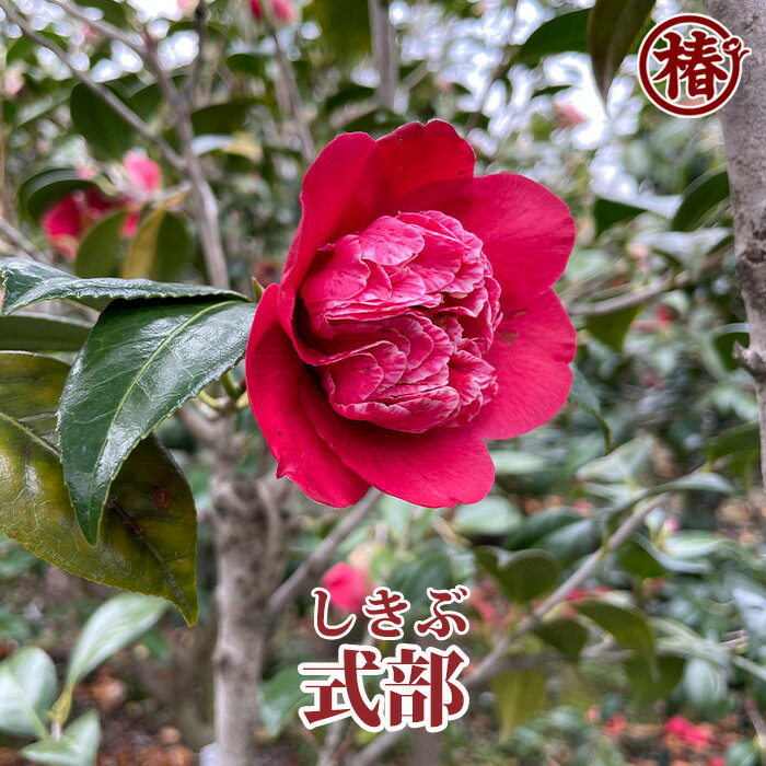 式部・しきぶ15cmポット挿木苗【椿 つばき ツバキ 椿苗 日光 花木 お茶花 庭木 苗木 鉢植え 趣味 園芸 初心者】初めて植物を育てる方にもおすすめ 