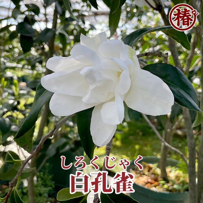 白孔雀・しろくじゃく15cmポット挿木苗【椿 つばき ツバキ 椿苗 枝垂れ 花木 お茶花 庭木 苗木 鉢植え 趣味 園芸 初心者】初めて植物を育てる方にもおすすめ！