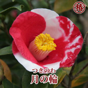 月の輪・つきのわ15cmポット挿木苗【椿 つばき ツバキ 花木 椿苗 お茶花 庭木 苗木 鉢植え 趣味 園芸 初心者】初めて植物を育てる方にもおすすめ!