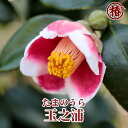 玉之浦・たまのうら15cmポット挿木苗【椿 つばき ツバキ 玉の浦 椿苗 花木 お茶花 庭木 苗木 鉢植え 趣味 園芸 初心者】初めて植物を育てる方にもおすすめ！