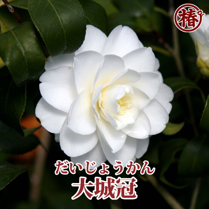 大城冠・だいじょうかん15cmポット挿木苗【椿 つばき ツバキ 椿苗 花木 お茶花 庭木 苗木 鉢植え 趣味 園芸 初心者】初めて植物を育てる方にもおすすめ！