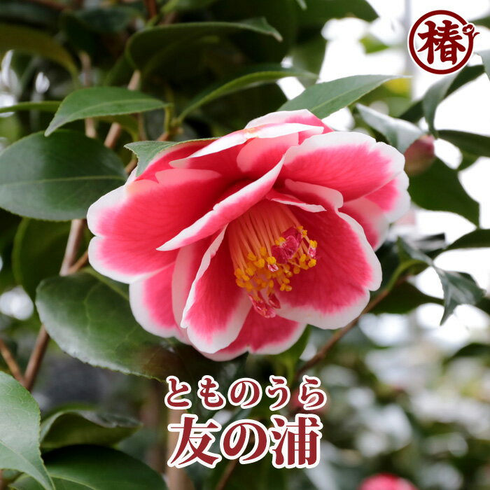 楽天市場】椿 苗 玉之浦の通販 楽天市場】椿 苗 玉之浦の通販