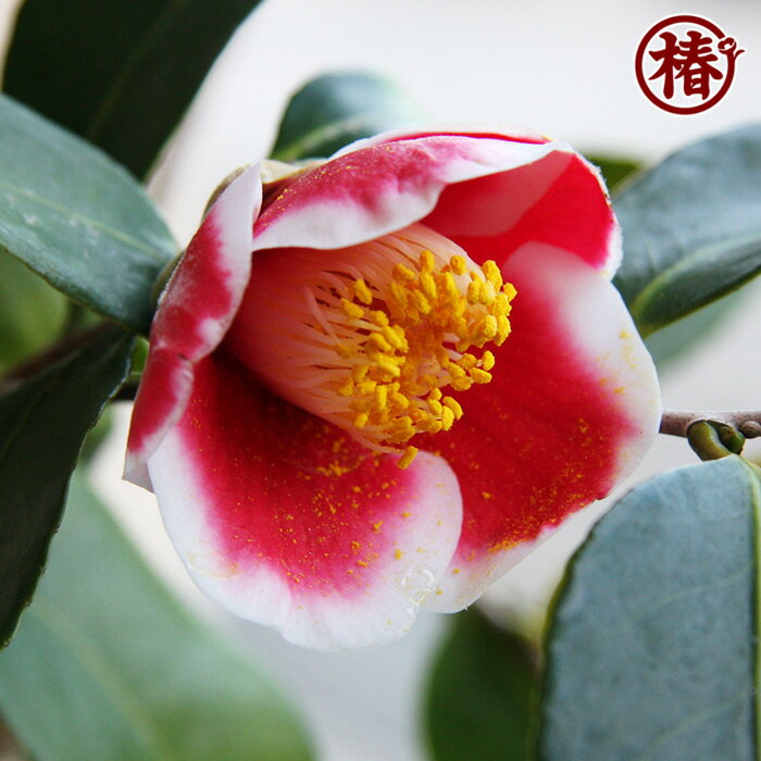 玉之浦・たまのうら15cmポット挿木苗【椿 つばき ツバキ 玉の浦 椿苗 花木 お茶花 庭木 苗木 鉢植え 趣味 園芸 初心者】初めて植物を育てる方にもおすすめ！ 3