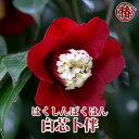 卜伴椿・ぼくはんつばき(白芯卜伴・はくしんぼくはん/月光・がっこう)15cmポット挿木苗【椿 つばき ツバキ 椿苗 月光 花木 お茶花 庭木 苗木 鉢植え 趣味 園芸 初心者 ト伴】初めて植物を育てる方にもおすすめ!