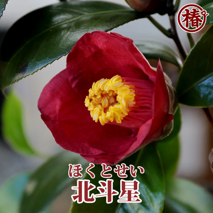 北斗星・ほくとせい15cmポット挿木苗【椿 つばき ツバキ 椿苗 花木 お茶花 庭木 苗木 鉢植え 趣味 園芸 初心者】初めて植物を育てる方にもおすすめ！