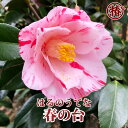 春の台・はるのうてな15cmポット挿木苗【椿 つばき ツバキ 椿苗 花木 お茶花 庭木 苗木 鉢植え 趣味 園芸 初心者】初めて植物を育てる方にもおすすめ!
