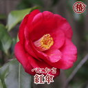 紅傘・べにがさ・べにかさ15cmポット(5号鉢)挿木苗【椿 つばき ツバキ 椿苗 花木 お茶花 庭木 苗木 鉢植え 趣味 園芸 初心者】初めて植物を育てる方にもおすすめ!