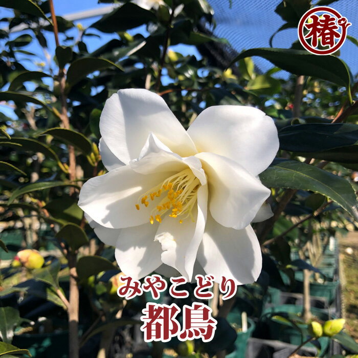 都鳥・みやこどり15cmポット挿木苗【椿 つばき ツバキ 椿苗 花木 お茶花 庭木 苗木 鉢植え 趣味 園芸 初心者】初めて植物を育てる方にもおすすめ！ 1