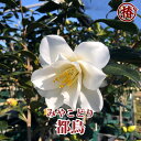 都鳥・みやこどり15cmポット挿木苗【椿 つばき ツバキ 椿苗 花木 お茶花 庭木 苗木 鉢植え 趣味 園芸 初心者】初めて植物を育てる方にもおすすめ！