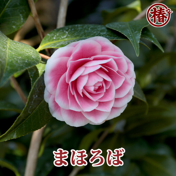 まほろば15cmポット挿木苗【椿 つばき ツバキ 椿苗 花木 お茶花 庭木 苗木 鉢植え 趣味 園芸 初心者】初めて植物を育てる方にもおすすめ 