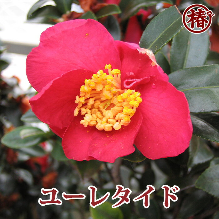 楽天市場】ツバキ サザンカ(植木|ガーデニング・農業):花 楽天市場】ツバキ サザンカ(植木|ガーデニング・農業):花