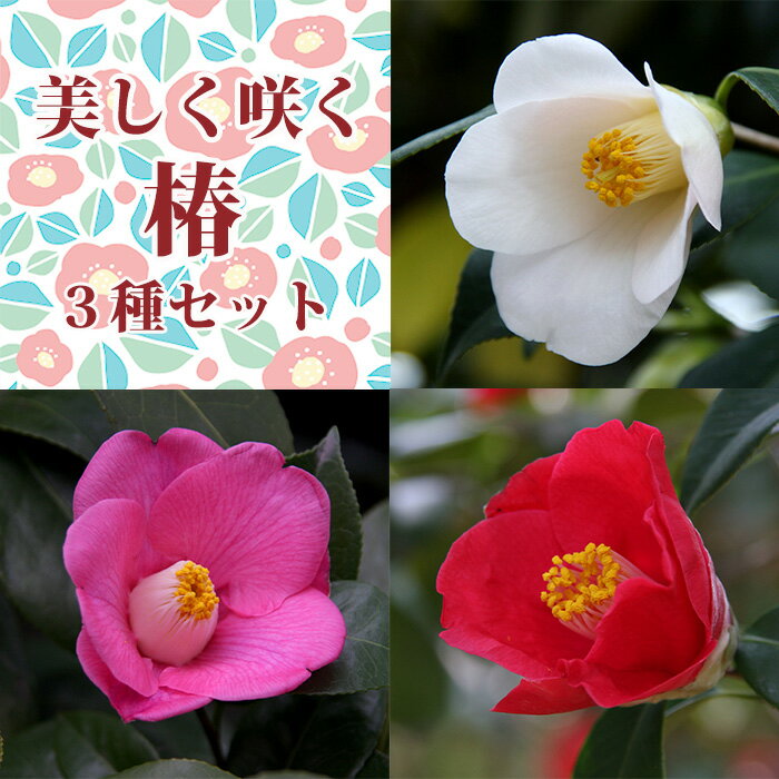 餯 3ܥå ̵Ź3बϤ1鱩ᡦФŤ2۽鲻ϤĤ͡3ۿزءΤĤФȭ...