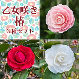 【送料無料】大人気の乙女咲き椿 3本セット桃・紅・白の可憐な3種類が届く！1.淡乙女・うすおとめ2.紅乙女・こうおとめ・べにおとめ3.白乙女・はくおとめ鉢植え 15cmポット 5号鉢 つばき ツバキ 苗 花 苗木 茶花 プレゼント おすすめ