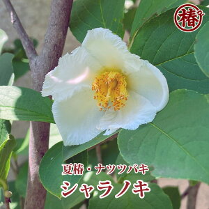 【送料無料】シャラの木・夏椿 18cmポット 6号鉢 ナツツバキ・シャラノキ 沙羅の木 沙羅双樹 鉢植え シンボルツリー 庭木 植木 落葉樹 落葉高木 つばき 椿苗 お茶花 苗木 趣味 園芸 初心者初めて植物を育てる方にもおすすめ!