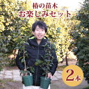 お楽しみ袋・送料無料椿 5号鉢苗木の2本セット 何がくるかはお楽しみ!【つばき ツバキ 椿苗 早咲き 花木 お茶花 庭木 苗木 鉢植え 鉢花 趣味 園芸 初心者...
