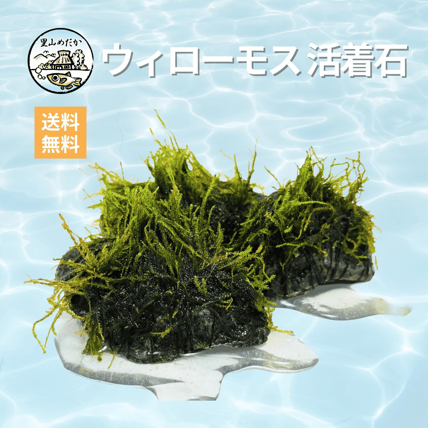 【国産・無農薬】ウィローモス 活着石 1個 選べるS・SSサイズ 天然石 水草 メダカ シュリンプ ベタ 隠れ家 産卵床 アクアリウム 水槽レイアウト