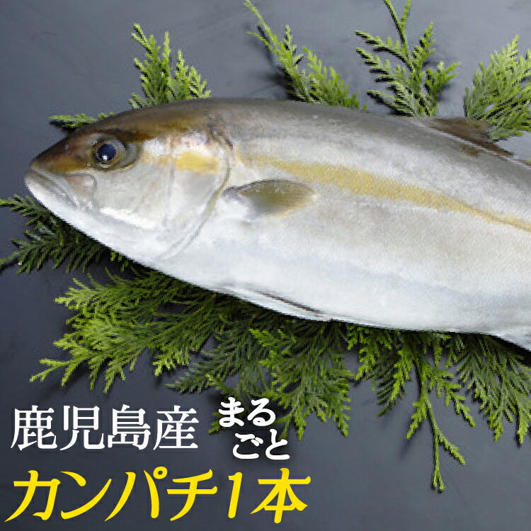 鹿児島県産　カンパチ まるごと一本お届け　約3.5kg　かのやカンパチ　刺し身20〜30人前　鹿屋市漁業協同組合　1尾　冷蔵便　送料無料　業務用