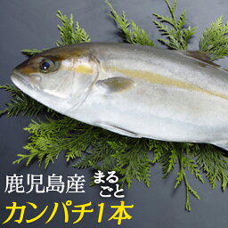 鹿児島県産 カンパチ まるごと一本お届け 約3.5kg かのやカンパチ 刺し身20〜30人前 鹿屋市漁業協同組合 1尾　冷蔵便 送料無料 業務用 かんぱち 贈答 お祝い 御歳暮 お歳暮 御中元 お中元 お刺し身 刺し身 カルパッチョ 晩酌 おつまみ