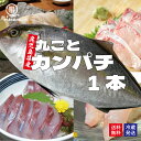 鹿児島県産 カンパチ まるごと一本お届け 約3.5kg かのやカンパチ 刺し身20〜30人前 鹿屋市漁業協同組合 1尾 冷蔵便 送料無料 業務用 かんぱち 贈答...