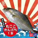 鹿児島県産 カンパチ まるごと一本お届け 約3.5kg かのやカンパチ 刺し身20~30人前 鹿屋市漁業協同組合 1尾 冷蔵便 送料無料 業務用 かんぱち 贈答 お祝い 御歳暮 お歳暮 御中元 お中元 お刺し身 刺し身 カルパッチョ 晩酌 おつまみ