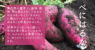 【訳あり】ネットリ系【予約】鹿児島県産　べにはるか　10kg【送料無料】ねっとり　さつまいも　自然貯蔵で追熟済の紅はるか　まるでスイーツ　訳アリ