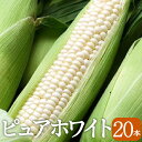 【予約販売】青森県南八甲田山産「ピュアホワイト」とうもろこし...