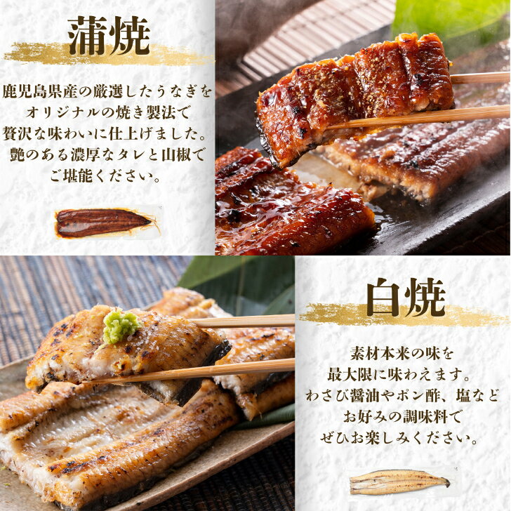 うなぎ　鹿児島県産　国産　白焼1尾・蒲焼1尾　2尾セット　ギフト　贈答　鰻重　鰻...