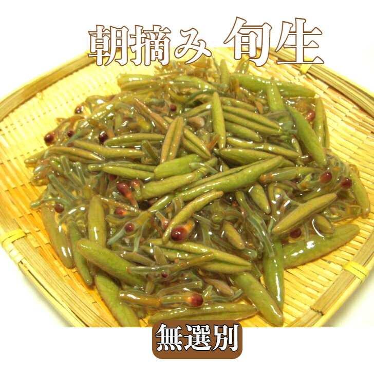 クレソン 静岡県産 無農薬栽培 100g×15袋