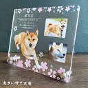 楽天Savoia（サボイア）楽天市場店ペット フォトプレート【桜】 大きいサイズ 犬 猫 愛犬 愛猫 ペット メモリアル メモリアルグッズ ピンク ブルー グッズ 写真 ペットグッズ かわいい ひまわり オーダーメイド オリジナル 遺影 仏具 位牌 ペット供養 記念 誕生日 写真立て 写真 フォト 思い出