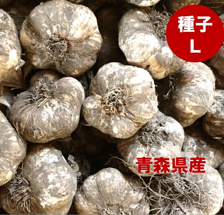 青森県産 種子用 にんにく Lサイズ 1kg ［今季完売となりました/2024年9月中旬より受付開始予定です］