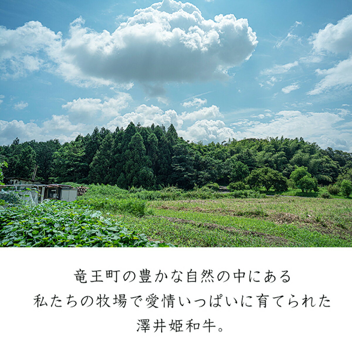 黒毛和牛 近江牛 ギフト 父の日 すき焼き しゃぶしゃぶ用【メス牛限定 澤井姫和牛】 霜降り ロース 肩ロース ウデ モモ スライス 300g 送料無料 肉 贈り物