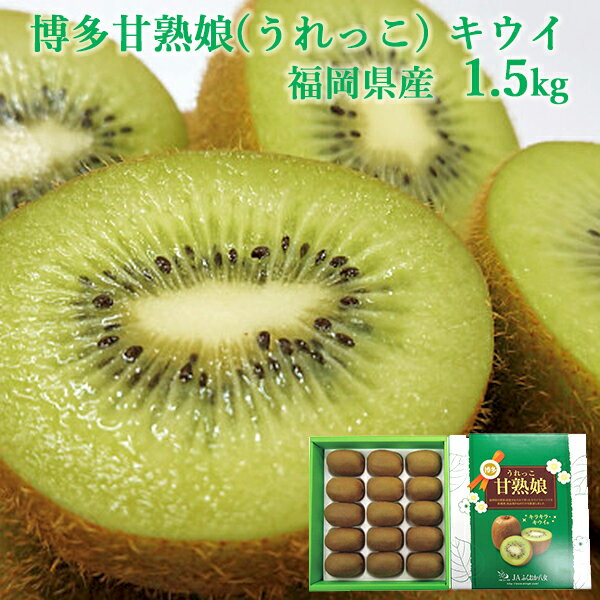 お取寄 福岡県産 博多甘熟娘(うれっこ) キウイ 1.5kg (出荷日:12/09-12/27頃) 送料無料(北海道・沖縄を除く)【_ s25wg _