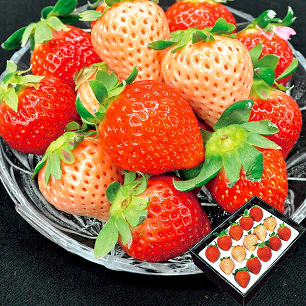お取寄 紅白いちご (計250g) (出荷日:12/14-12/27頃) 送料無料(北海道・沖縄を除く)【_ s25wg _