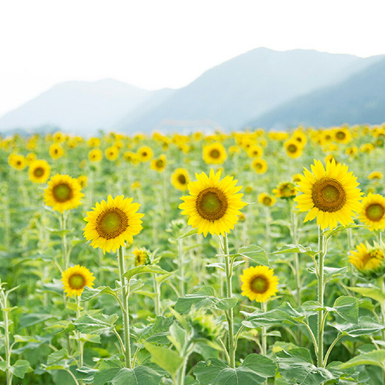 �Ҥޤ��Υɥ�å���