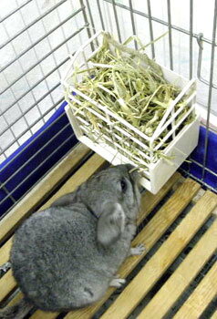 『 うさぎの牧草BOX 』 GEX ジェックス株式会社 コテイ牧草BOXコテイ