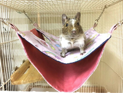 �� �ץ��֤���ϥ��å� �� �����꾦�ʤΰ١���������ͽ��ʤ��ѹ�����ޤ��� SBS�����ݥ졼�����