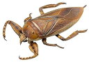 【中古】REVO GEO タガメ (Kirkaldyia deyrolli) 全長約155mm PVC & ABS製 塗装済み 可動フィギュア RG005