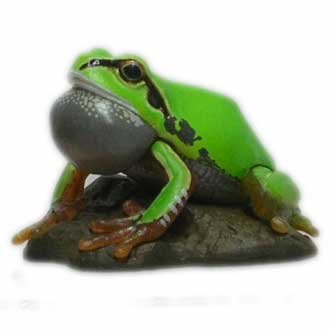 【中古】食玩 すばる堂 チョコQ 日本の動物 第11弾 249a ニホンアマガエル(通常色)