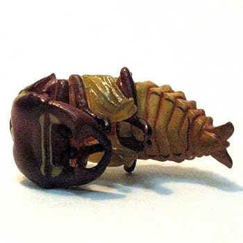 【中古】食玩 チョコQ 日本の動物 第7弾 SP 04c オオクワガタ(さなぎ)最終段階