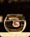 水槽 金魚鉢 ガラス製 丸型 メダカ鉢 透明 ガラスクリア 丸 鉢 円形 おしゃれ 造景 小型金魚鉢 万能ガラス容器 大容量 多機能 観葉植物を入れて コケリウム 送料無料